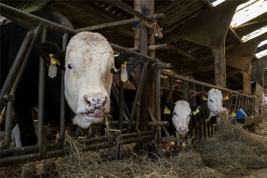 Bericht Contactpunt voor ondersteuning beëindigingsregelingen veehouderijen bekijken